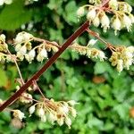 Heuchera micrantha Virág