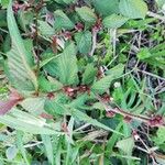Melochia nodiflora Hoja