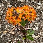 Rhododendron laetum Flor