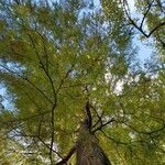 Taxodium distichumΦλοιός