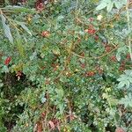 Crataegus laevigata Habit