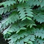 Rhus glabra Агульны выгляд