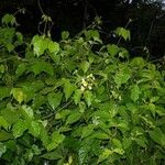 Amphilophium paniculatum Alkat (teljes növény)