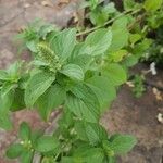 Ocimum americanumFuelha