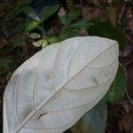 Ocotea argyrophylla Folha