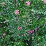 Grevillea rosmarinifolia Floare