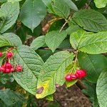 Cotoneaster bullatus Blatt