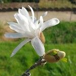 Magnolia stellata Квітка