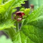 Scrophularia arguta Flor