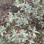 Cistus albidus Habit