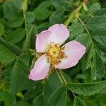 Rosa micrantha Blomma