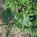 Jacobaea erucifolia Blatt