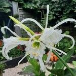 Hymenocallis liriosme Leaf