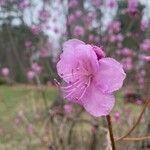 Rhododendron dauricum Blüte