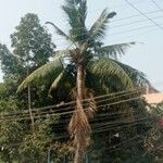 Cocos nucifera Hoja