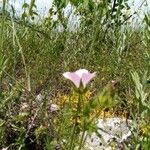 Althaea hirsuta Цветок