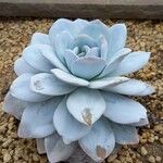 Echeveria laui ശീലം