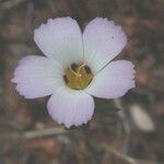 Linanthus dianthiflorus Flor