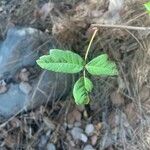 Toxicodendron diversilobum Hoja