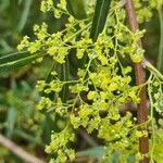 Searsia lancea Blüte