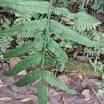 Ptisana fraxinea Leaf