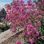 Centranthus ruber Blomma