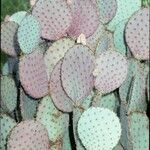 Opuntia macrocentra Fiore