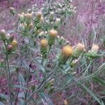 Inula conyza Mosusu