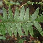 Asplenium barteri Folha