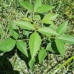 Cleome dodecandra Leaf