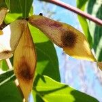 Ailanthus altissima Frouezh