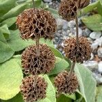 Phlomis russeliana Φρούτο