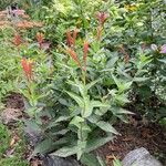 Spigelia marilandica 花