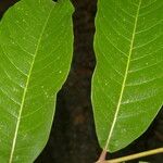 Zanthoxylum riedelianum Leaf