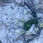 Saxifraga squarrosa Flower