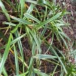 Hymenocallis littoralis Blatt