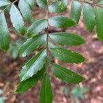 Diatenopteryx sorbifolia Leaf