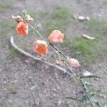 Sphaeralcea incana Flower