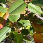 Frangula californica Blad