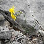 Narcissus assoanus عادت داشتن