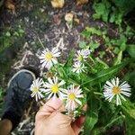 Symphyotrichum lanceolatumKukka