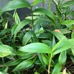 Sobralia macrantha cv. 'Alba' Buveinė