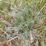 Artemisia umbelliformis Habit