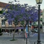 Jacaranda mimosifolia Агульны выгляд