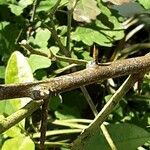 Fortunella japonica Bark