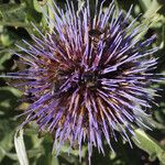 Cynara scolymus പുഷ്പം