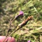 Serratula tinctoria Flors