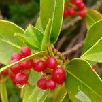 Rhamnus alaternus 果實