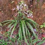 Spathoglottis unguiculata Habit