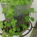 Pilea nummulariifoliaLeaf